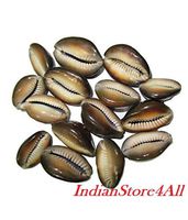 IndianStore4All Set Of 11 Rare Black Kauri / Kaudi / Kawdi /Shell Goddess Lakshmi Blessing Puja