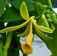 Vanilla 15% in glycerin 5ml