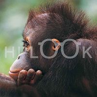 Hi-Look Microfiber Cleaning Cloth - Orangutan
