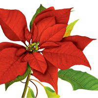 Creative Converting 666908 16 Count Scarlet Jubilee Paper Lunch Napkins