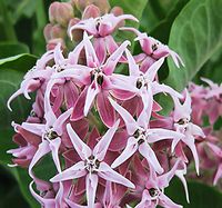 Big Pack - (200) Showy Milkweed Seeds, Asclepias speciosa - Nectar is a Specific Monarch Butterfly Food - by MySeeds.Co (Big Pack - Showy Milkweed)