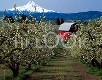 Hi-Look Microfiber Cleaning Cloth - Pear Tree Blossoms, Oregon