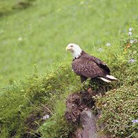 Patriotic 240 12 3 Artwork Micro Fiber Cleaning Cloth