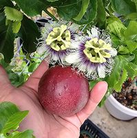 Passiflora Edulis - Red Rover - Live Plant - Purple Passion Fruit Plant - Edible