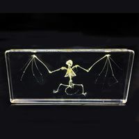 Real Bat Skeleton Specimen in Acrylic Block Paperweights Science Classroom Specimens for Science Education（5.5x2.5x1 Inch）
