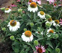 Pixies Gardens (12 Plants Classic Pint) Echinacea purpurea White Swan Coneflower Beautiful Blooms are Daisy Like with White Petals Circling a Golden Center Cone mid-Summer into Fall.