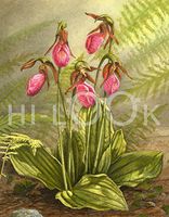 Hi-Look Microfiber Cleaning Cloth - Lady Slippers