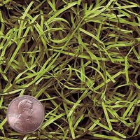 6oz Bag Green Tea VERYFINE Fine Cut Gift Basket Shred Paper Grass Filler Bedding nfLG -469