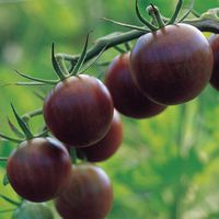 Burpee 'Black Cherry' Tomato | Purple Cherry Tomato | Sweet Rich Flavor | 30 Seeds