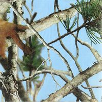 Club Pack Light Blue Vista Camo Printed Beverage Size Paper Napkins Box of 192