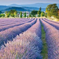 Paper Luncheon Napkins Lavender Field Countryside Decoupage 2x20pcs