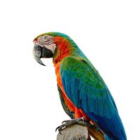 100 Pcs CAT5e RJ-45 8P8C Ethernet Modular Crimp Connectors Plugs Crystal Head for Network Cable Modular 8P8C - Not Connector End Pass Through