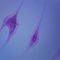 Ceratium, w.m. Microscope Slide