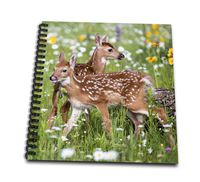 3dRose USA, Minnesota, Sandstone, Two Fawns Amidst Wildflowers Notepad (db_279127_3)
