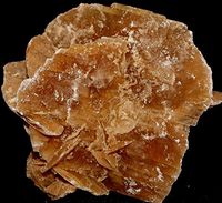 Desert Rose Gypsum Selenite Family Crystal DES1810