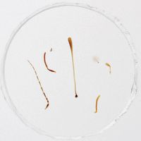 Insect Antennae Types, w.m. Microscope Slide