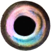 Brule 3-D Hard Epoxy Eyes (BlueShimmer, 10mm)