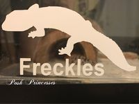 Leopard Gecko Personalized Vinyl Decal Car Window Decal Laptop Sticker, Aquarium White 4"x2"
