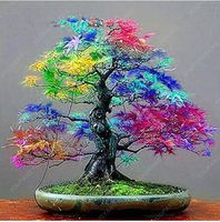 50 Maple Seeds Rare Rainbow Maple Tree Seeds Japanese Bonsai Tree For Home Garden Planting Natural Growth Potted Plants