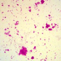 Mixed Coliform Bacteria, w.m. Microscope Slide