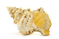 Frog Shell Sea Shell | 1 Frog Shell Sea Shells | 9" Collector Shell | Large Sea Shell for Display or Decor | Plus piecFree Nautical Ebook by Joseph Rains