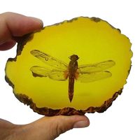 Amber Fossil Insect，Museum Grade Specimen，Artificial Amber Natural Insect