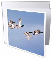 3D Rose Greeting Cards with Envelopes - Set of 12 Greeting Card (gc_91752_2)