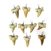 10 Shark Tooth Charm Pendant - 10 Wire Wrapped Fossilized Shark Teeth for Necklace - RP COA AM8B6-02