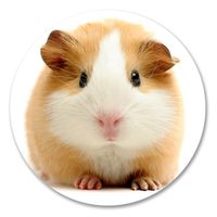 2 x 10cm- 100mm Guinea Pig Vinyl SELF ADHESIVE STICKER Decal Laptop Travel Luggage Car iPad Sign Fun #6141