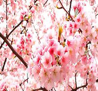 Big Pack - (100) Japanese Sakura Flowering Cherry, Prunus serrulata Tree Seed - Japanese Cherry Blossom Tree Seeds - by MySeeds.Co (Big Pack - Japanese Sakura)