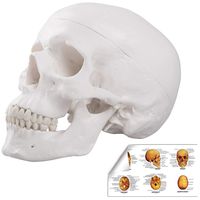 LYOU Human Skull Anatomical Model, Life Size Adult Human Anatomy Head Skeleton Model, Includes Full Set of Teeth, Removable Skull Cap and Articulated Mandible, Labelled Diagram Poster