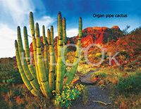 Hi-Look Microfiber Cleaning Cloth - Organ Pipe Cactus