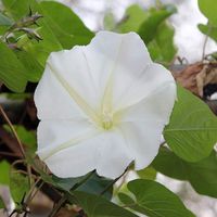 Outsidepride Moonflower Vine Plant Flower Seed - 1/4 LB