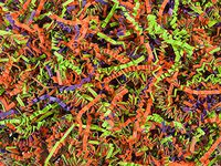 Crinkle Paper Shred for Packaging Gift Box/Basket Filler 10-Ounce Bag Bulk Buy !! Choose Color (Trick OR Treat)