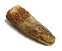 Genuine Small Spinosaurus Tooth with Display Case - Fossil Dinosaur Tooth