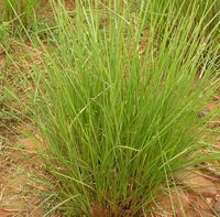 Vetivert 100% Pure Essential Oil 5ml