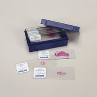 Effects of Aging Microscope Slide Set