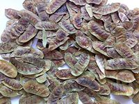 Organic Senna Pods (1 Oz) Dry Jamaican Herb, herbal tea,And More!