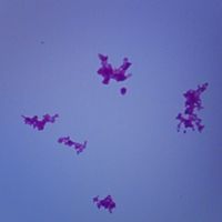 Corynebacterium diphtheriae, w.m. Microscope Slide