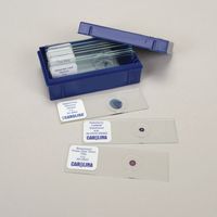 Plant Anatomy Microscope Slide Set