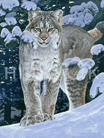 Hi-Look Microfiber Cleaning Cloth - Lynx