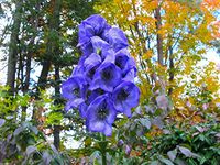 Monkshood Seeds - Aconitum Napellus - wolf's bane, leopard's bane, women's bane