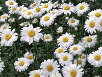 Organic Chamomile Flower Powder 16 oz