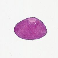 Mammal (Pituitary) Hypophysis, sec. 7 m, H&E Microscope Slide