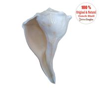 Big Sized Abhishekam Dakshinavarti Shankh