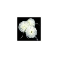 SOTO Compact Mantle for Refillable Lantern, 3 pcs