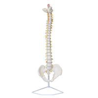 MonMed Life Size Vertebral Column Model with Spinal Nerves, Skull Base, and Pelvis - Flexible Spine Model with Stand