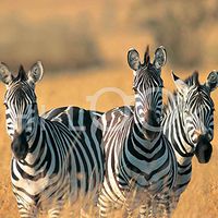 Hi-Look Microfiber Cleaning Cloth - Zebras