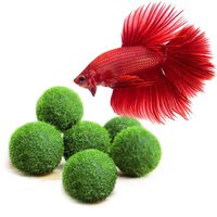 Luffy Nano Betta Balls, 0.4-inches, Live Round-Shaped Marimo Plant, Toys for Betta Fish, Hiding, Rolling, Nibbling, Cleans Aquarium Water & Adds Aesthetic Value to Betta Bowls and Jars, 6-Pieces