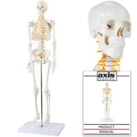 Axis Scientific Mini Human Skeleton Model with Metal Stand, 31" Tall with Removable Arms and Legs, Easy to Assemble, Includes Detailed Product Manual for Study and Reference, Worry Free 3 Year Warranty